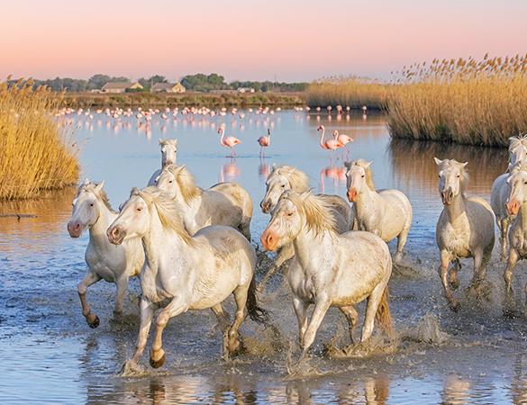 Camargue - Adobe Firefly KI-generiert