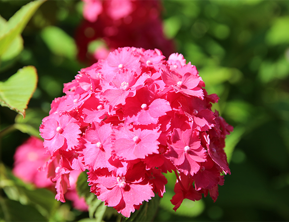 Blume