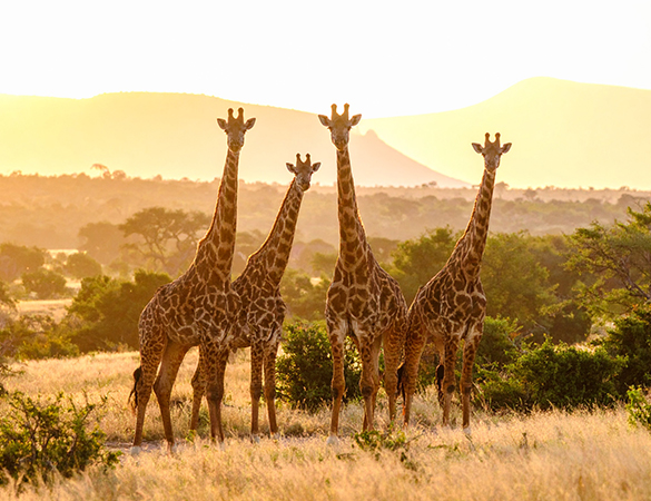 Giraffen - Adobe Firefly KI-generiert