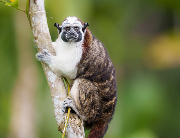 Affe