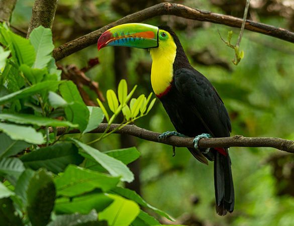 Vogel