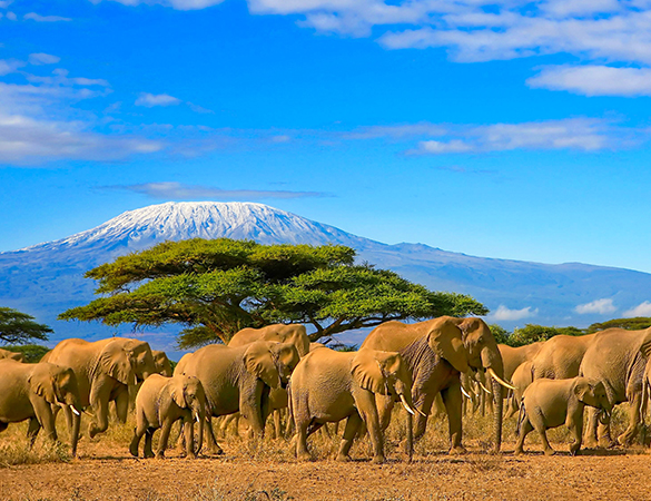 Elefanten und Kilimanjaro