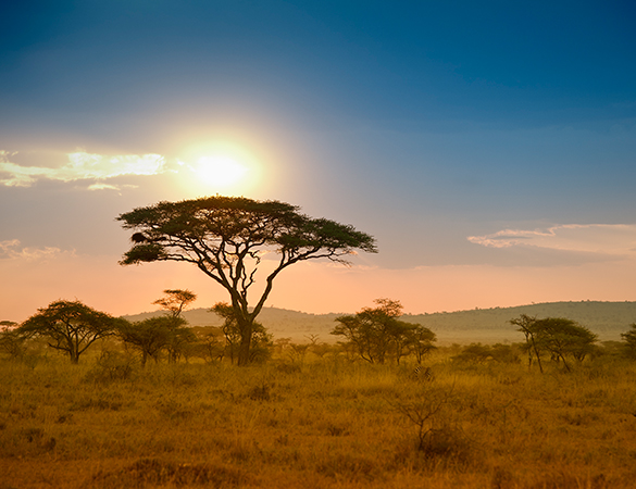 Serengeti