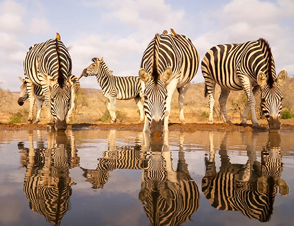 Zebra