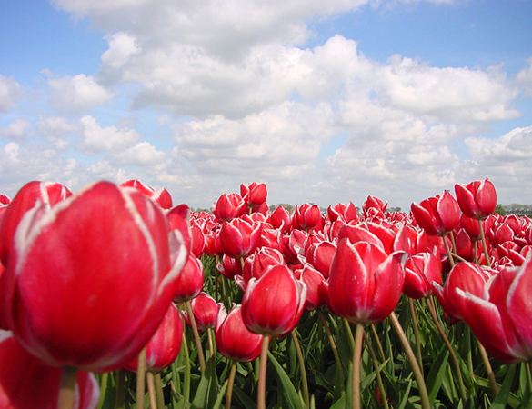 Tulpen