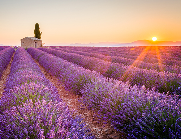 Provence