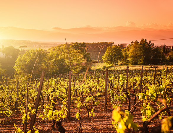 Wein