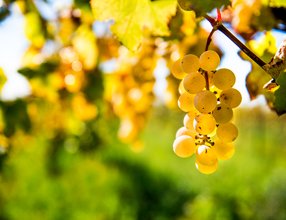 Weinrebe